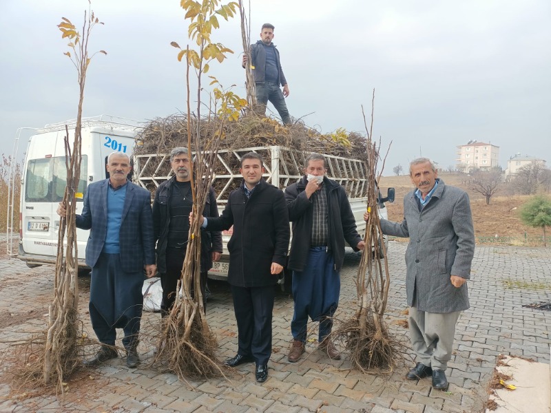 Sincik'te Ceviz ve Badem Fidanı Dağıtıldı